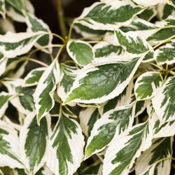 Cornus controversa ‘Variegata’