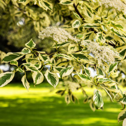 Cornus controversa ‘Variegata’