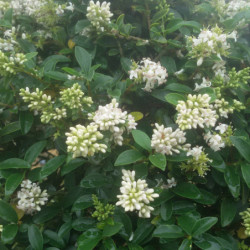 Ligustrum jonandrum (delavayanum) - Troène du Yunnan