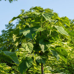 Paulownia fortunei ‘Fast Blue‘