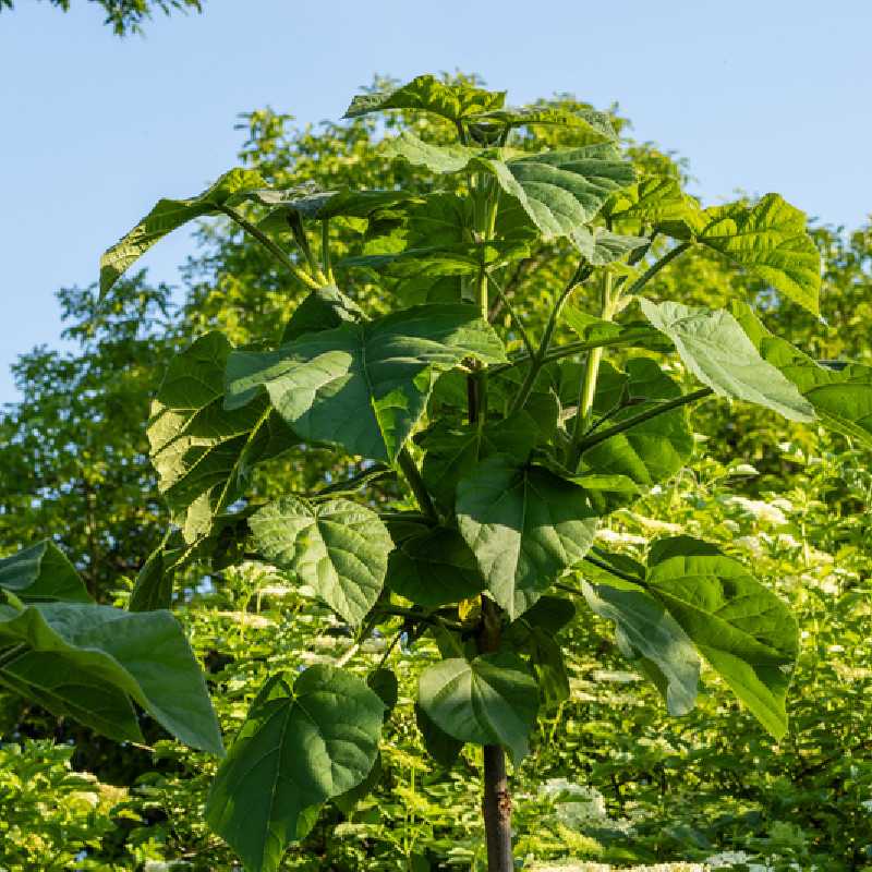 Paulownia fortunei ‘Fast Blue‘