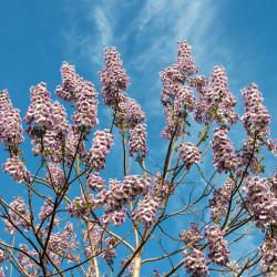 Paulownia fortunei ‘Fast Blue‘ ®