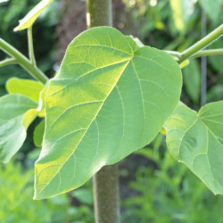 Paulownia fortunei ‘Fast Blue‘