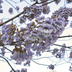 Paulownia fortunei ‘Fast Blue‘