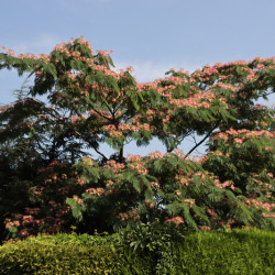 Albizia julibrissin Ombrella