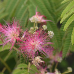 Albizia julibrissin Ombrella