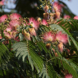 Albizia julibrissin ‘Ombrella' ® - Arbre de soie