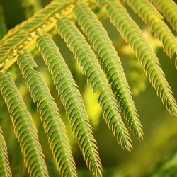 Albizia julibrissin Ombrella