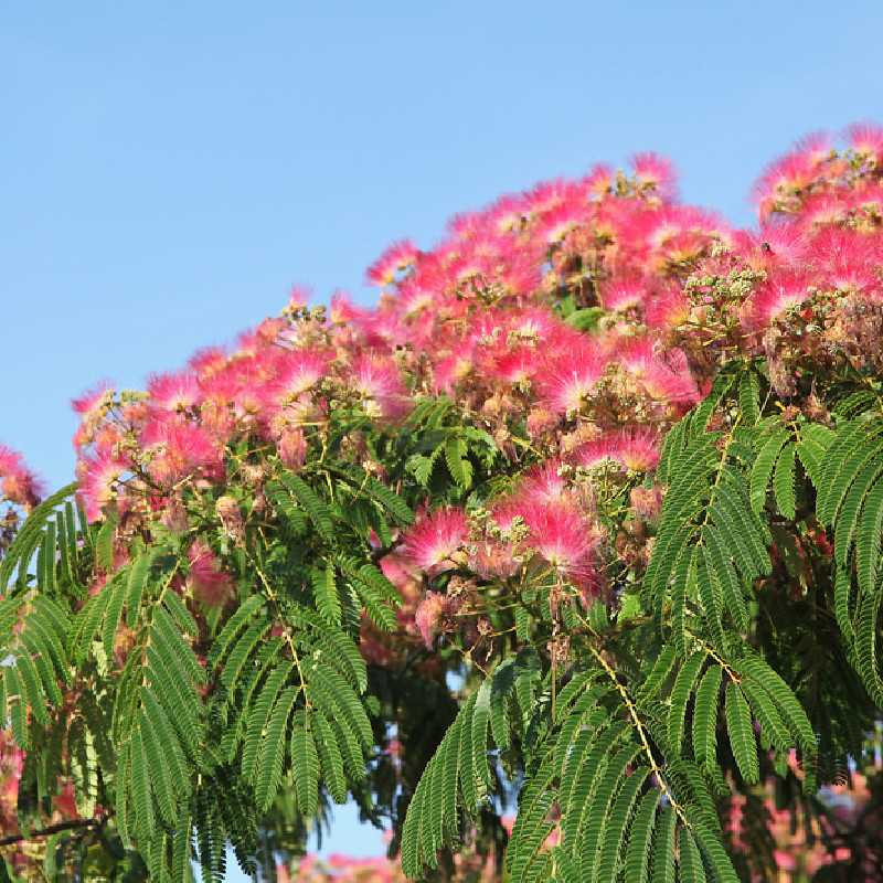 Albizia julibrissin Ombrella