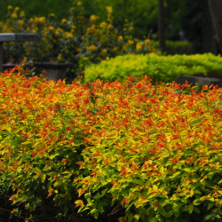 Spiraea japonica ‘Goldflame’