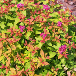 Spiraea japonica ‘Goldflame’