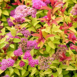 Spiraea japonica ‘Goldflame’