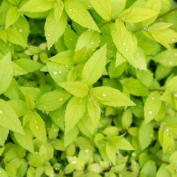 Spiraea japonica ‘Goldflame’