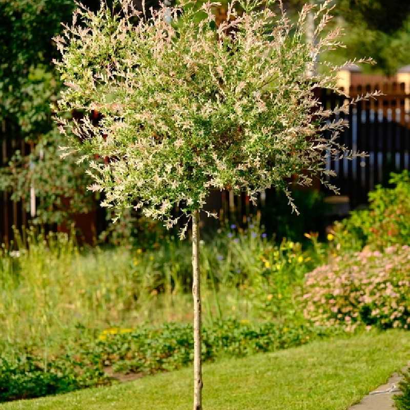 Saule crevette : L'arbuste incourtanble du jardin ! Pépinières Rouxel