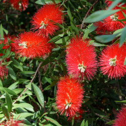 Callistemon rigidus