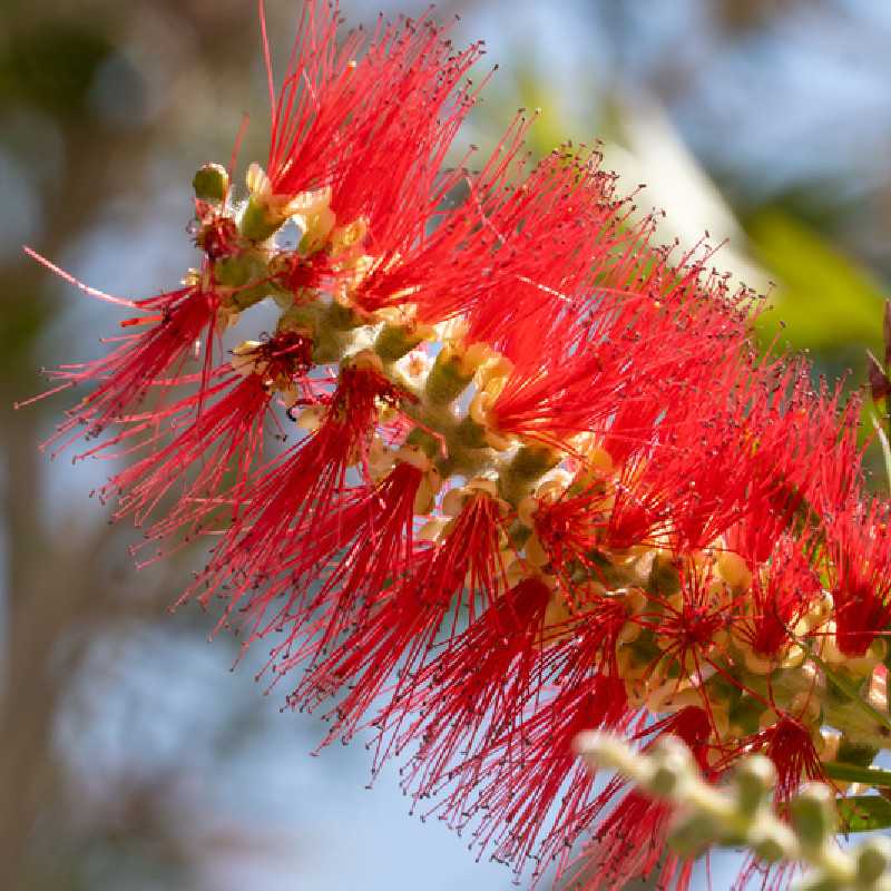 Callistemon rigidus