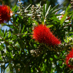 Callistemon rigidus