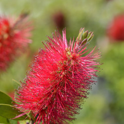 Callistemon laevis