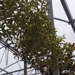 Ligustrum japonicum Excelsum Superbum