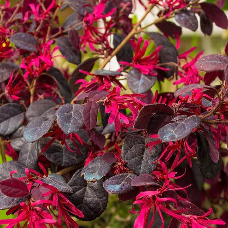 Loropetalum chinense 'Fede'