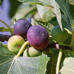 Ficus carica ‘Violette de Solliès’