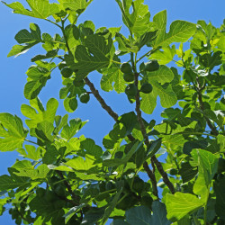 Ficus carica 'Negronne