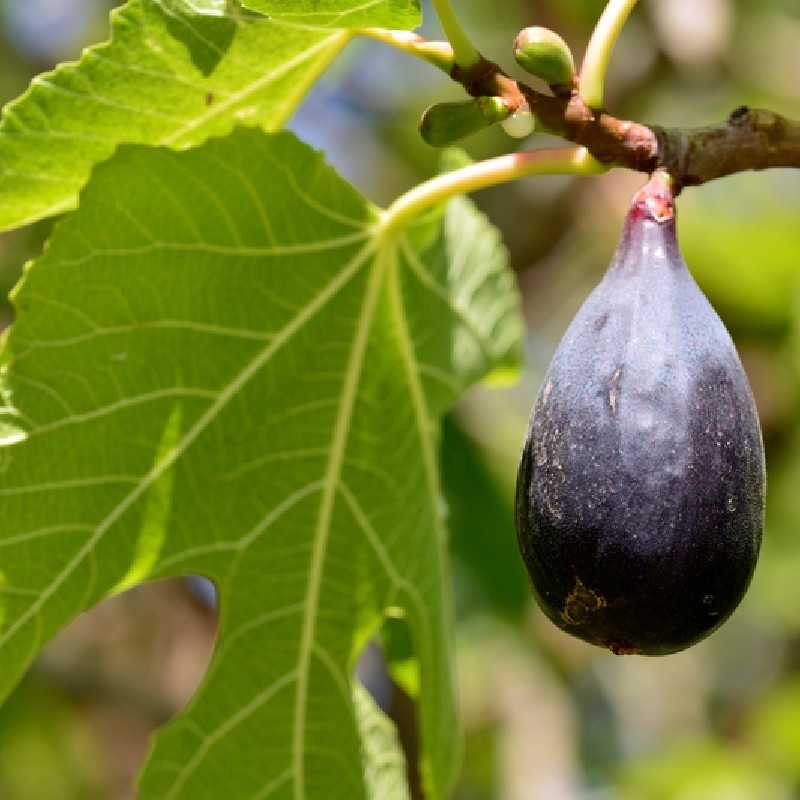 Ficus carica 'Negronne