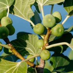 Ficus carica ‘Francesca‘ - Figuier