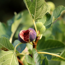 Ficus carica 'Noire de Caromb