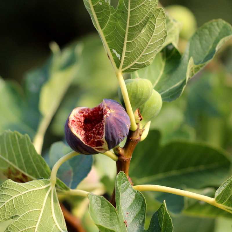 Ficus carica 'Noire de Caromb