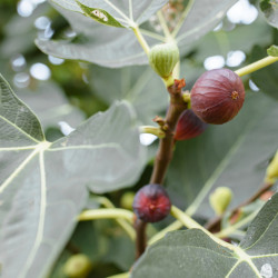 Ficus carica 'Violette de Normandie'