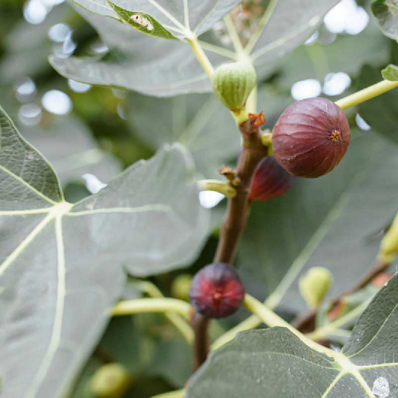 Ficus carica 'Violette de Normandie'