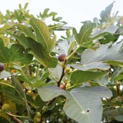 Ficus carica 'Violette de Normandie'