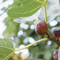 Ficus carica 'Violette de Normandie'