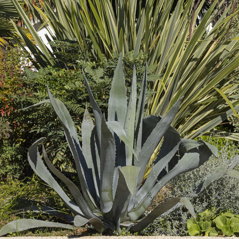Aloe vera - Pépinières ROUXEL