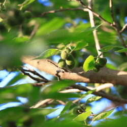 Broussonetia papyrifera