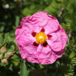 Cistus purpureus