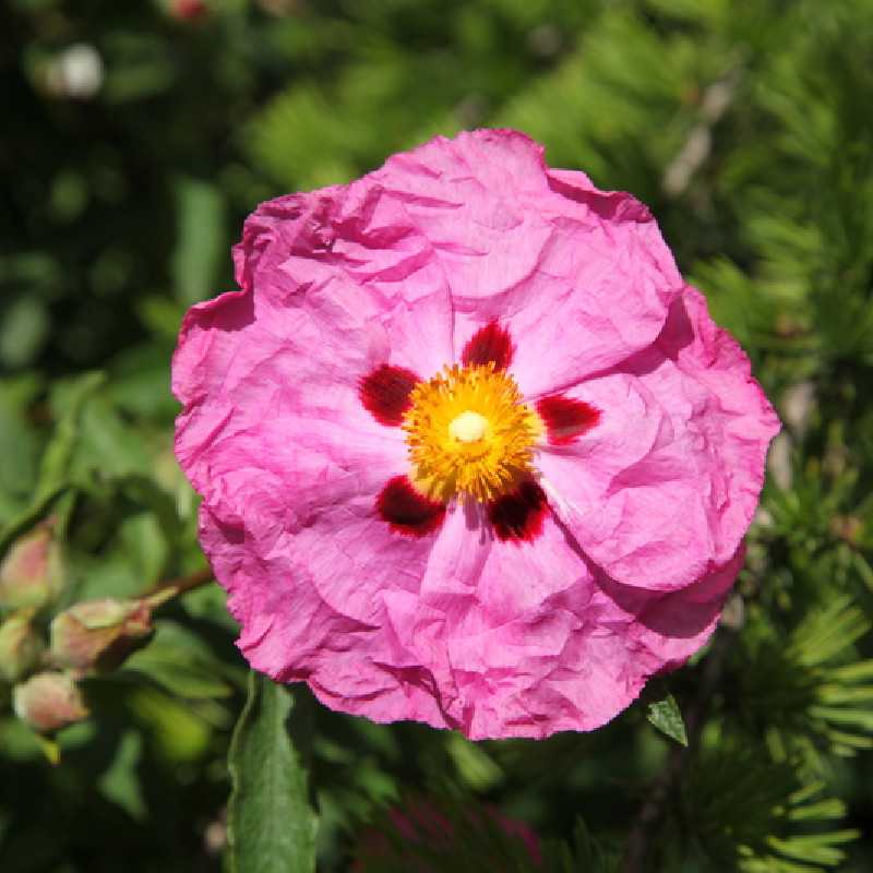 Cistus purpureus