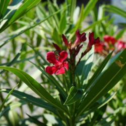 Nerium oleander  (rouge) - Laurier-rose