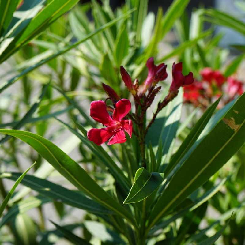 Nerium oleander  (rouge) - Laurier-rose