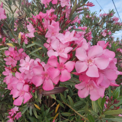 Nerium oleander (rose) - Laurier rose