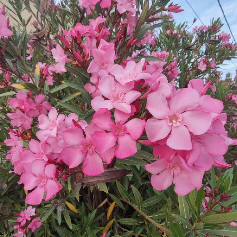 Nerium oleander (rose) - Laurier rose