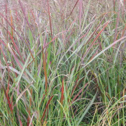 Panicum virgatum ‘Purple Breeze‘