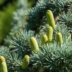 Cedrus atlantica 'Compacta'