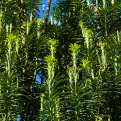 Cephalotaxus harringtonia ‘Fastigiata‘