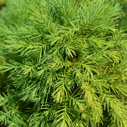 Cryptomeria japonica Monstrosa Nana