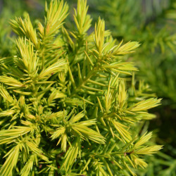 Cryptomeria japonica Monstrosa Nana