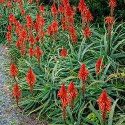 Aloe Safari ‘Sunrise‘ ®