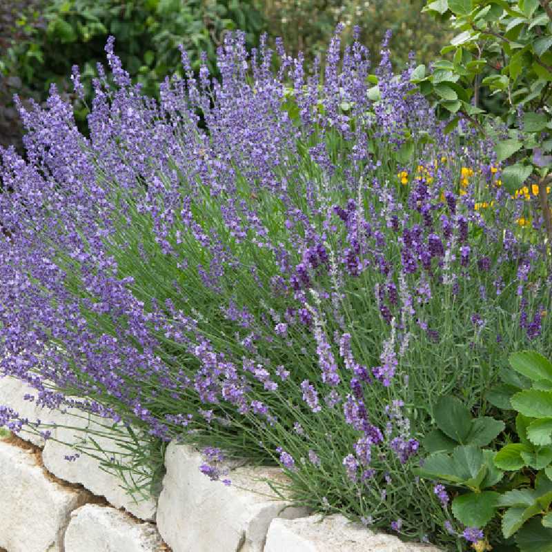 Lavandula intermedia Grosso