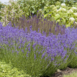 Lavandula intermedia ‘Phenomenal‘